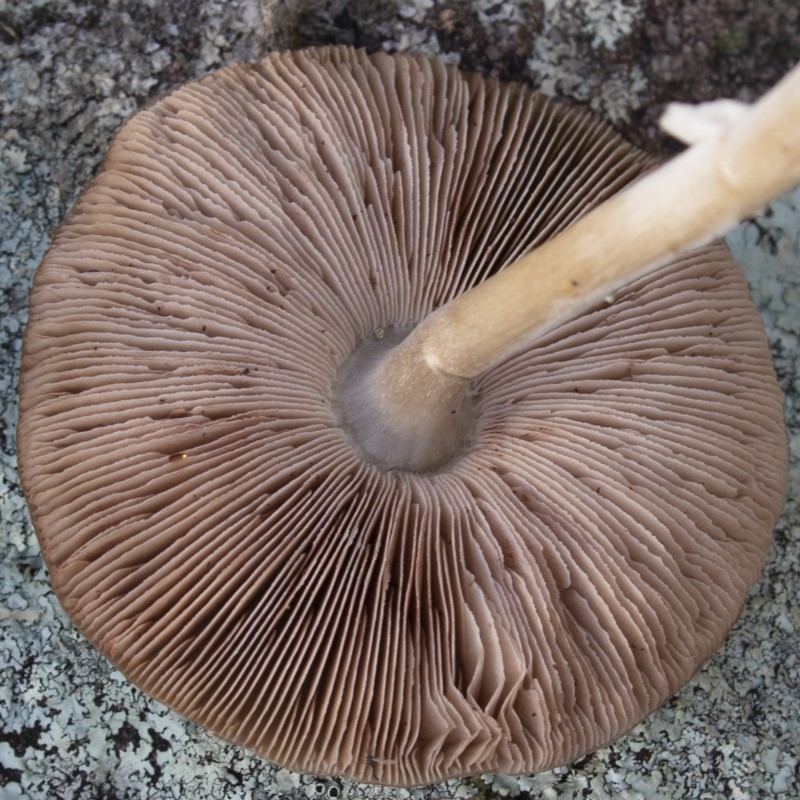 Pluteus cervinus