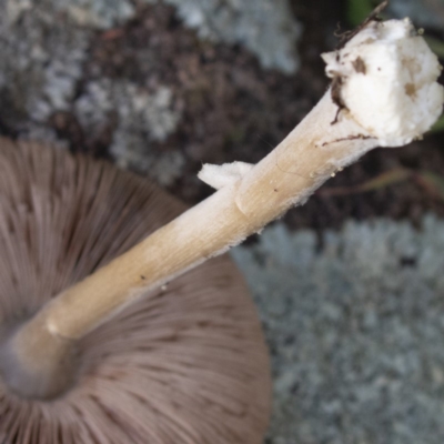 Pluteus cervinus