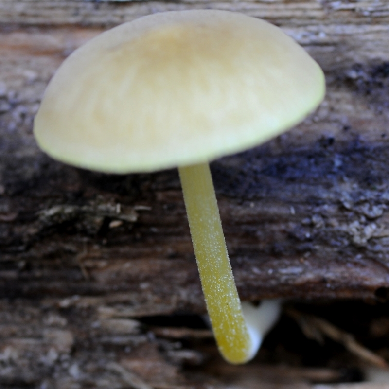 Pluteus romellii