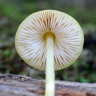 Pluteus romellii