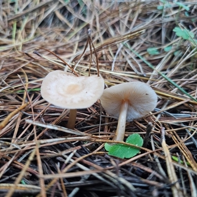 Pluteus sp.