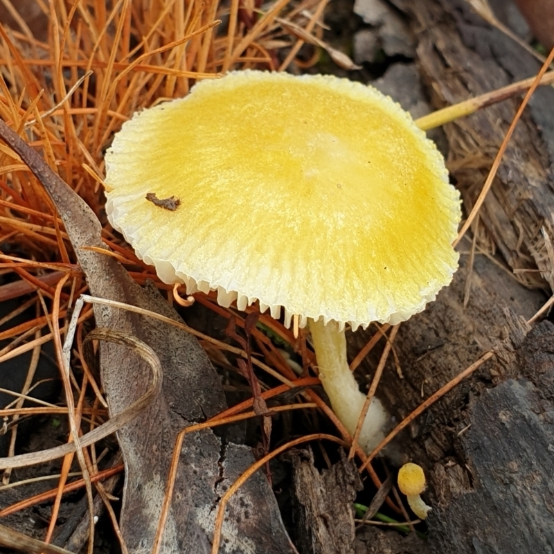 Pluteus 'yellow'