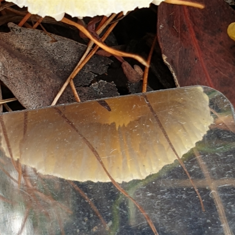 Pluteus 'yellow'