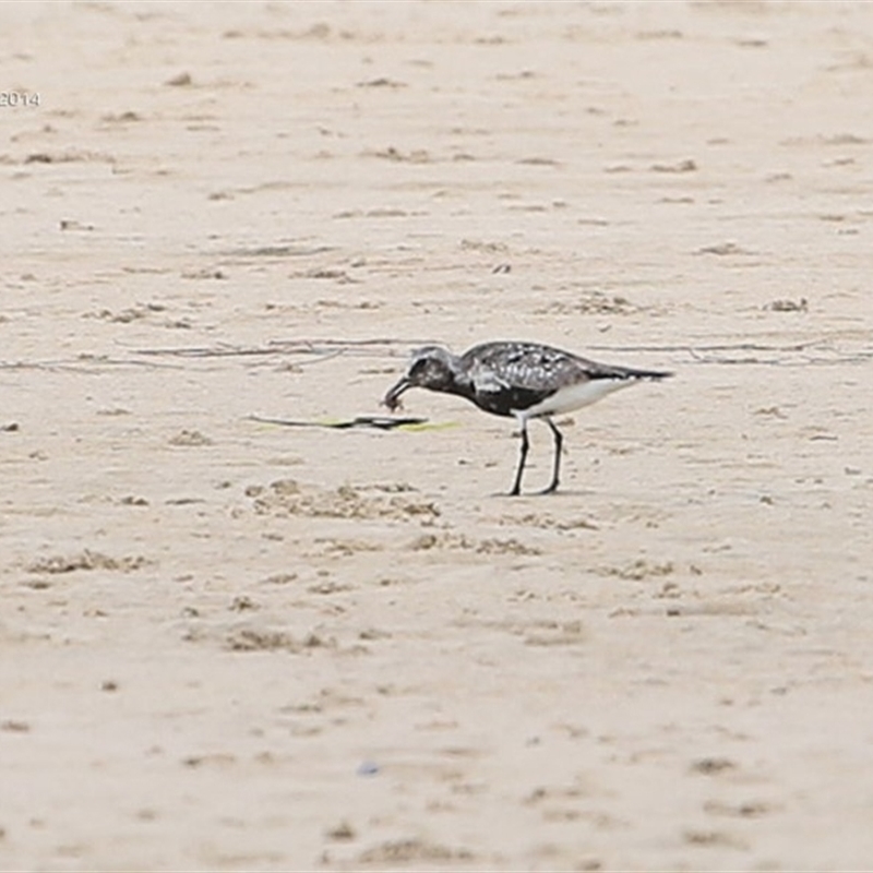 Grey Plover - part breeding plumage -Manyana