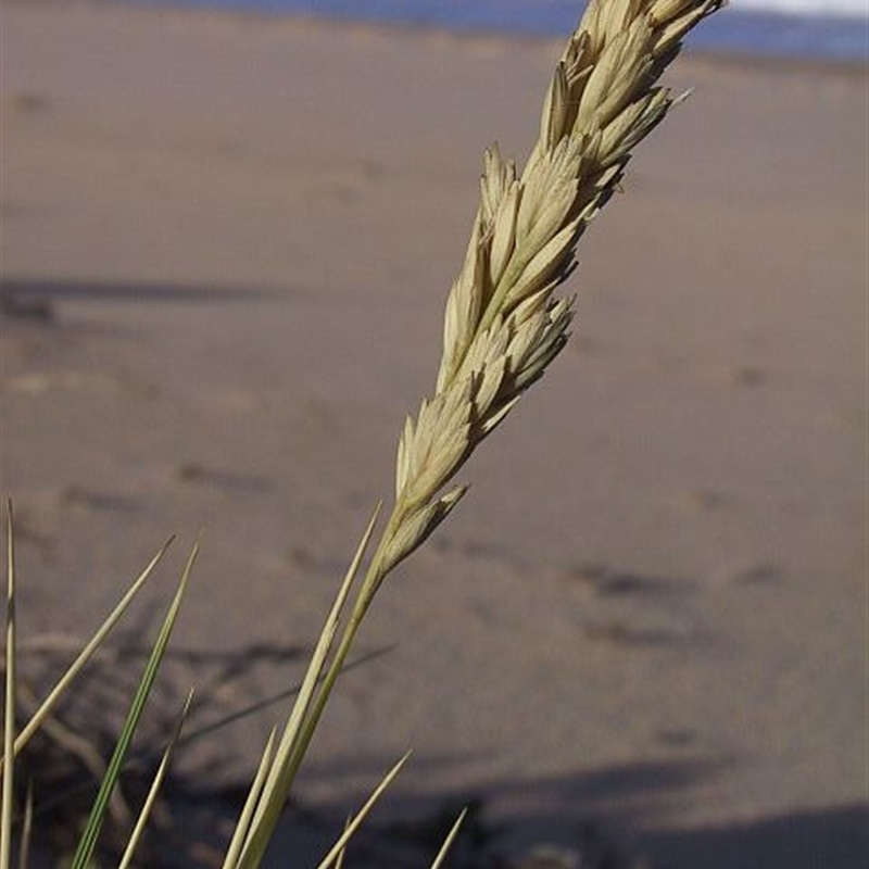 Poa billardierei