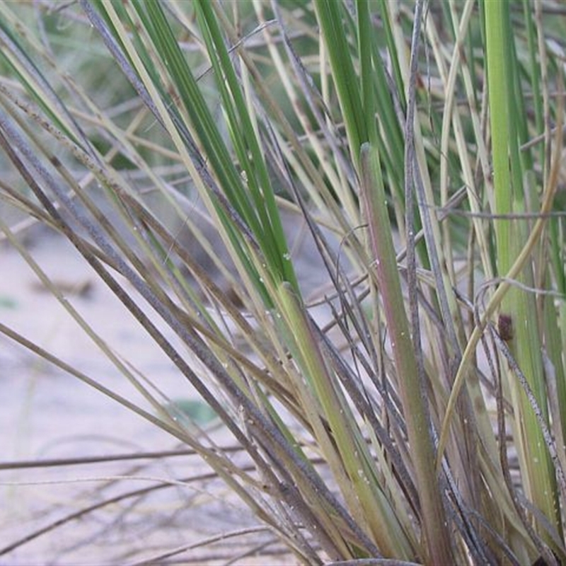 Jackie Miles, ligule shorter than marram grass