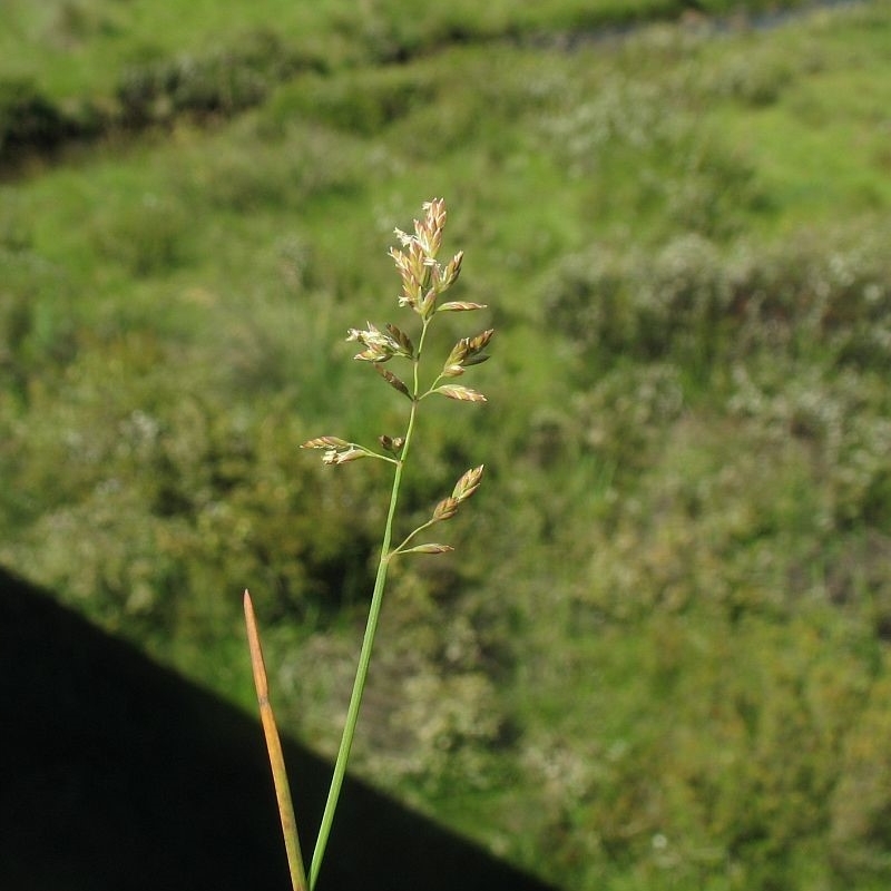 Poa compressa