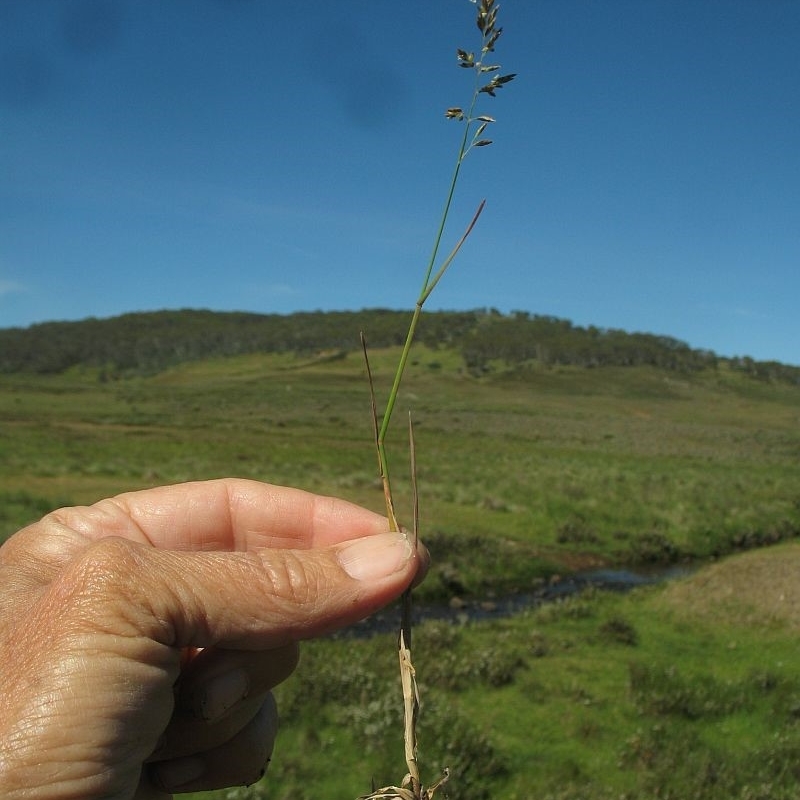 Poa compressa