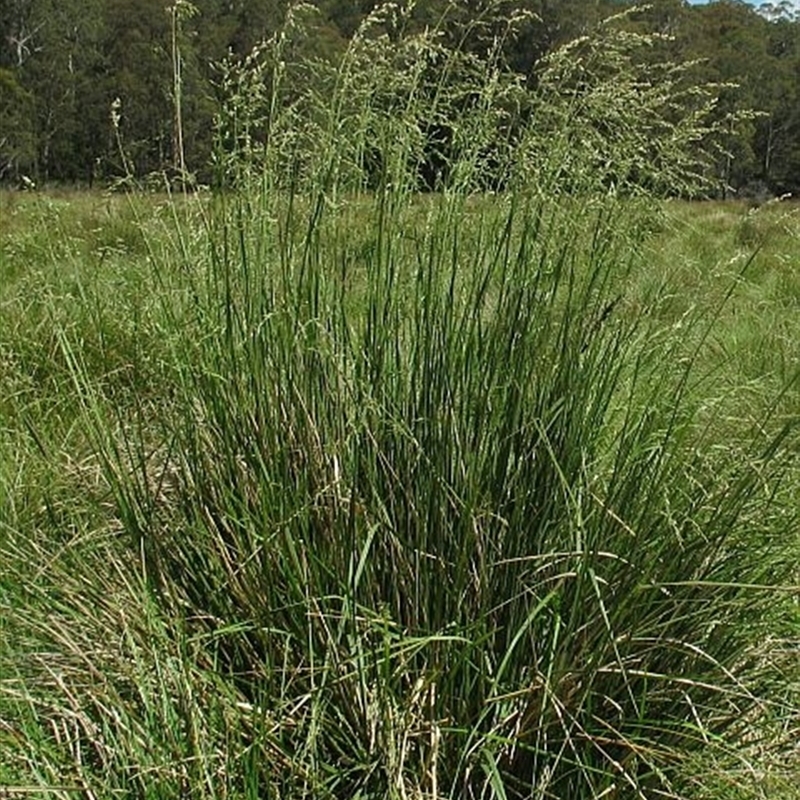 Poa helmsii