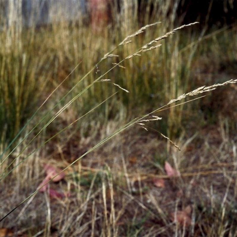 Poa labillardierei