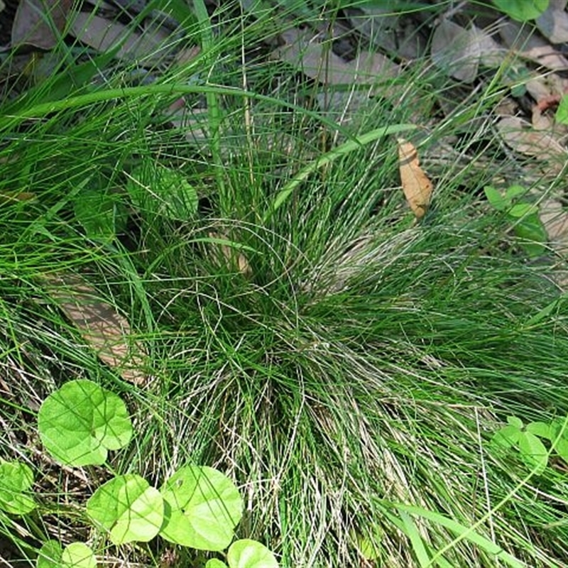 Poa meionectes