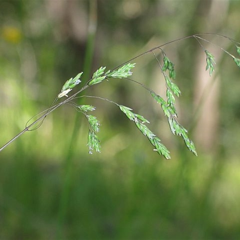 Poa meionectes