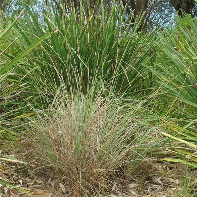 Jackie Miles, Moruya airport dunes