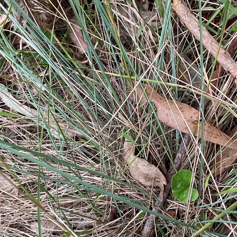 Poa poiformis