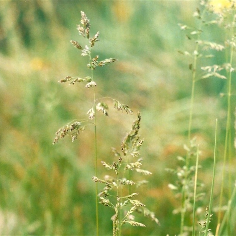 Poa pratensis