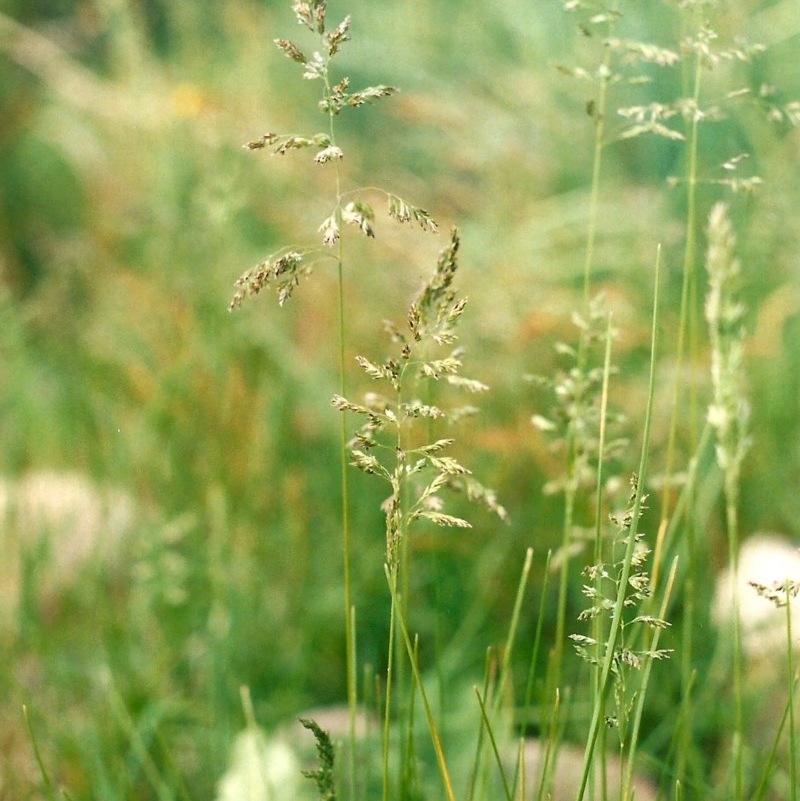 Poa pratensis