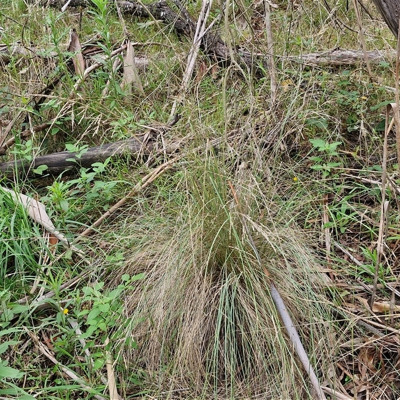 Poa sieberiana