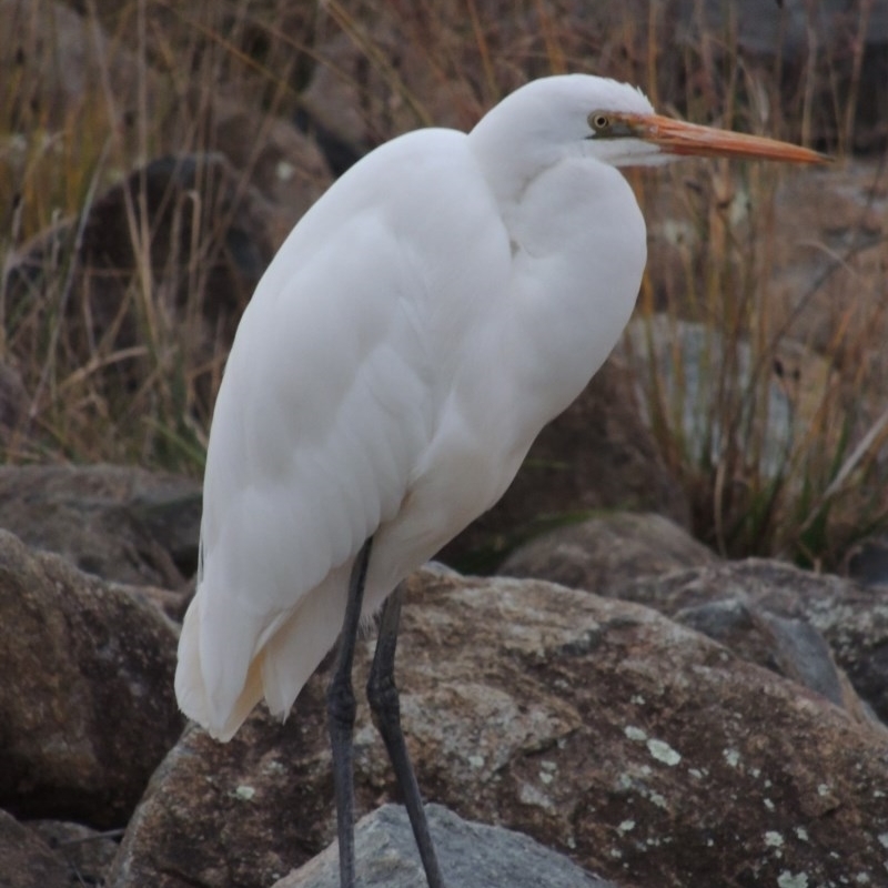 Ardea alba