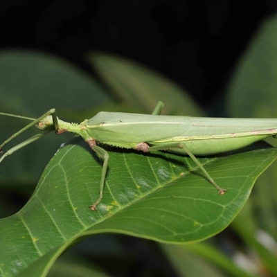 Podacanthus viridiroseus