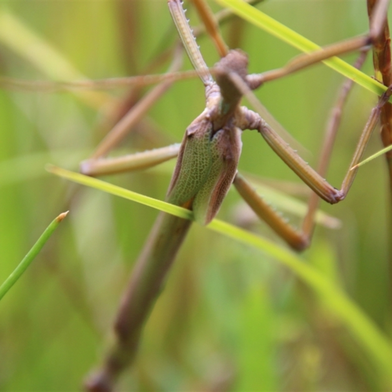 Podacanthus viridiroseus