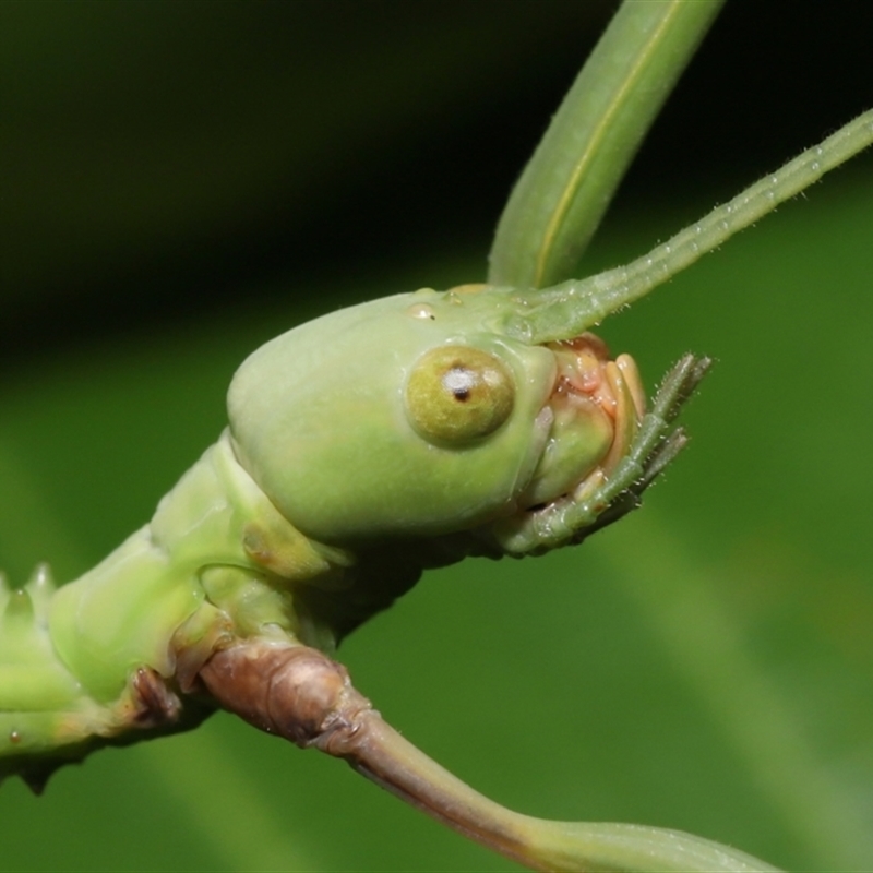 Podacanthus viridiroseus