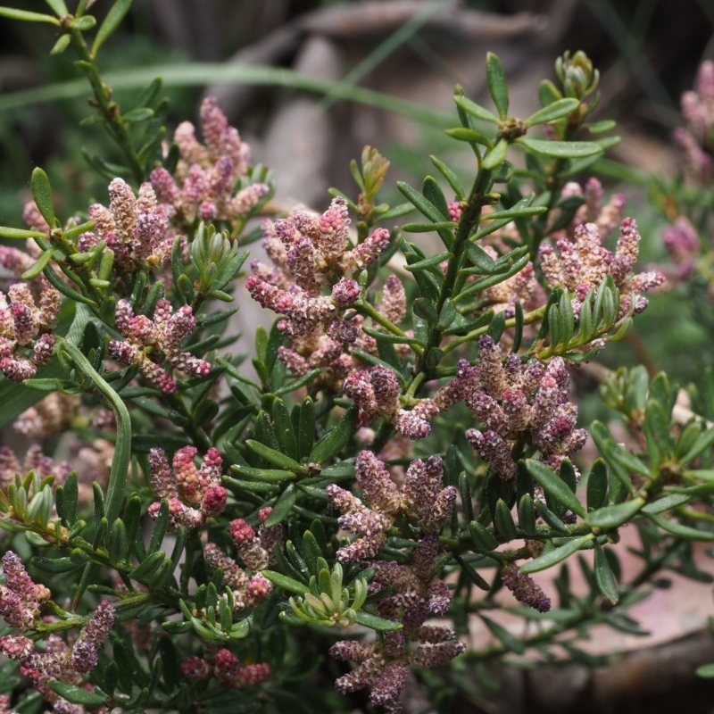 Podocarpus lawrencei