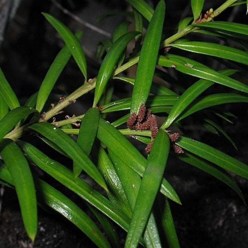 Podocarpus spinulosus