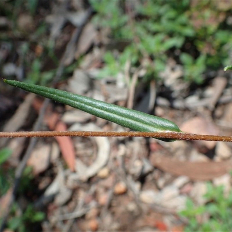 Podolepis decipiens