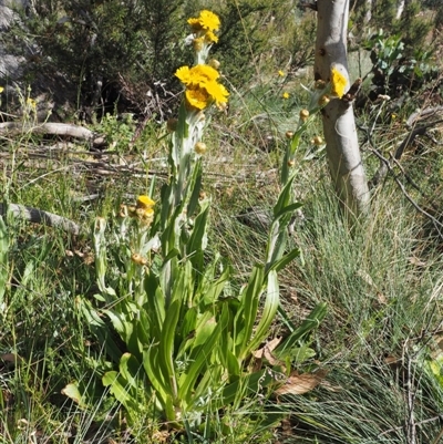 Podolepis robusta