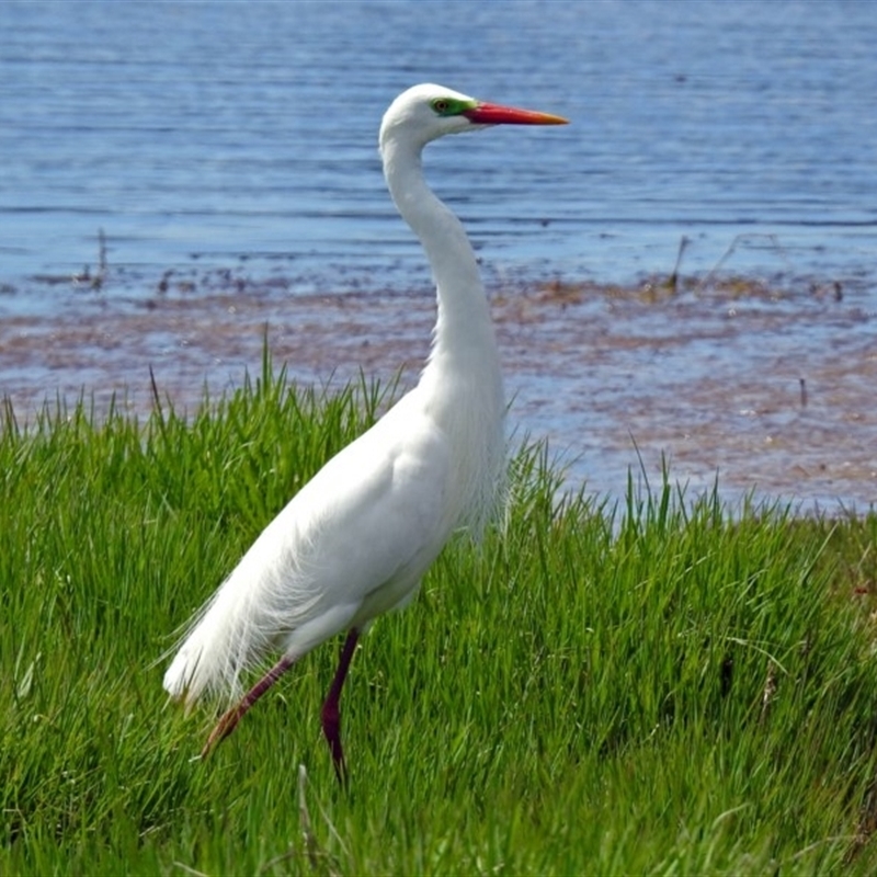 Ardea plumifera