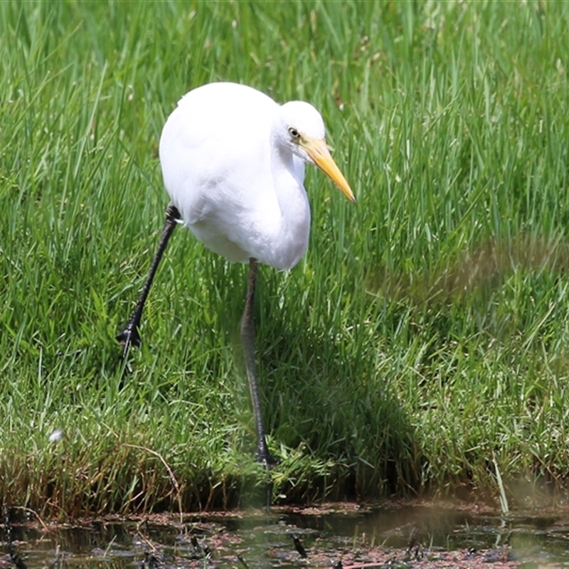 Ardea plumifera