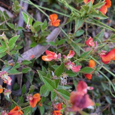 Podolobium procumbens