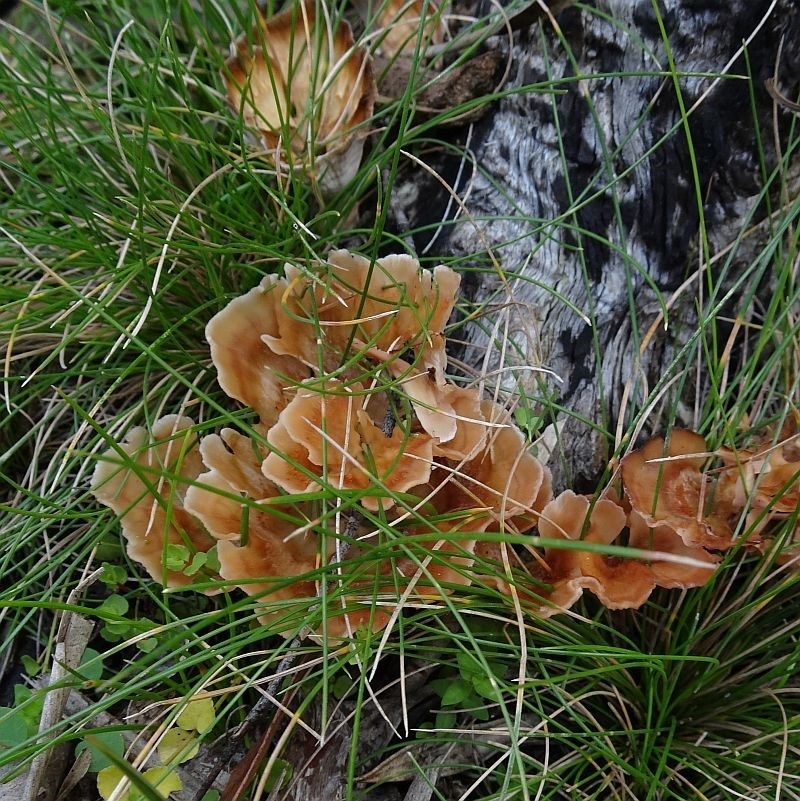 Podoscypha petalodes