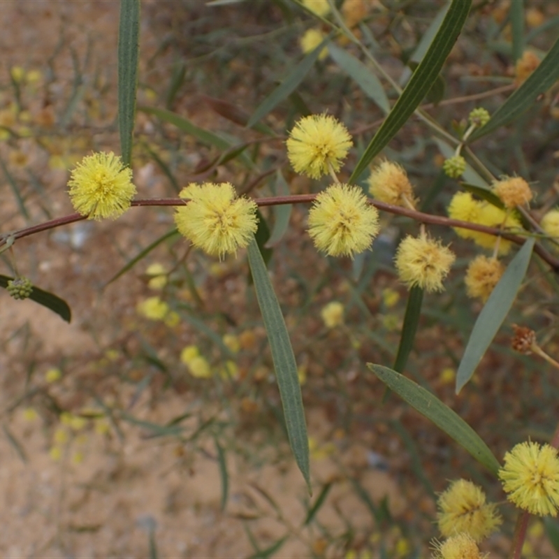 Acacia leprosa