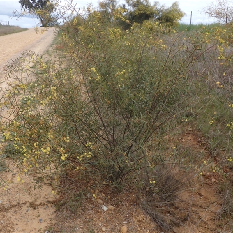 Acacia leprosa