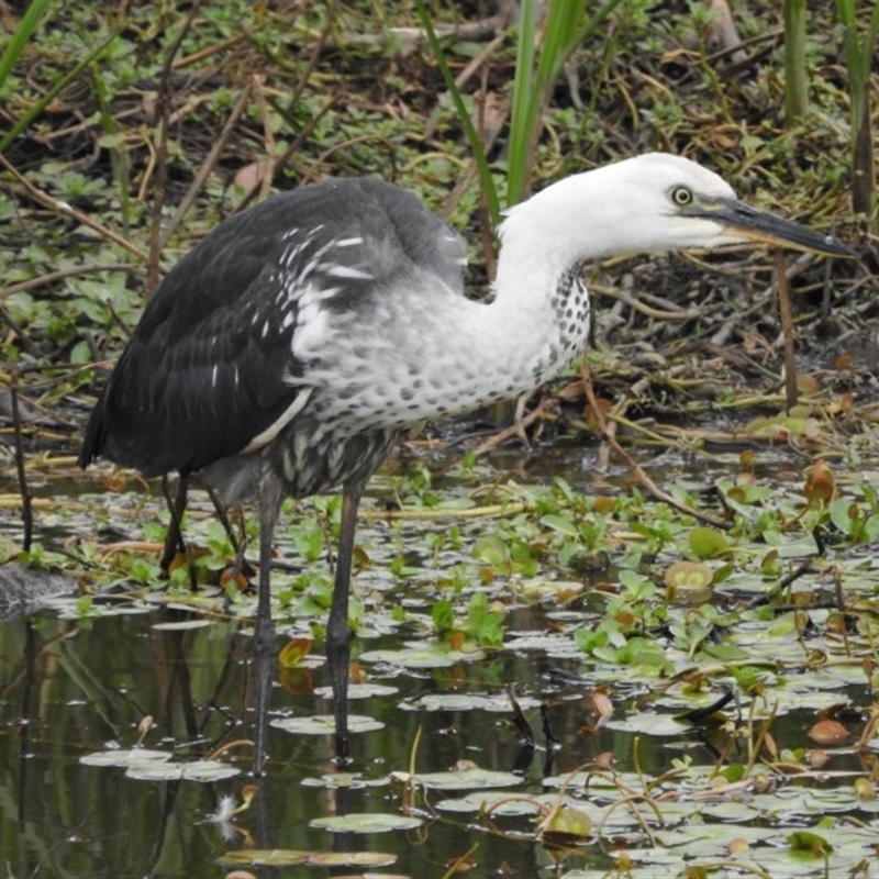 Ardea pacifica