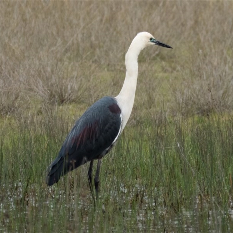 Ardea pacifica