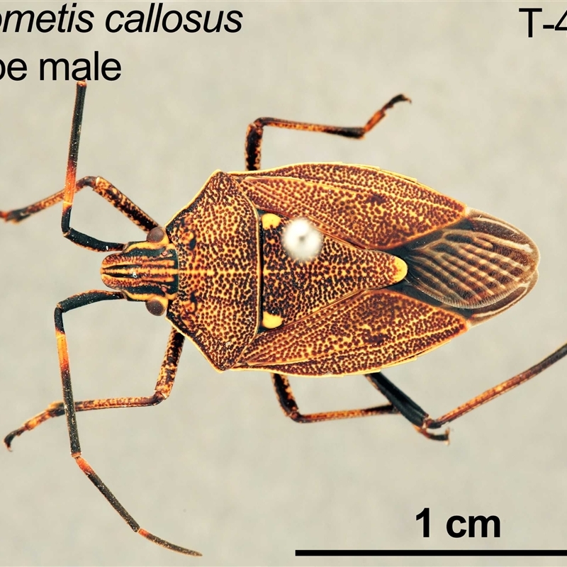 Poecilometis callosus