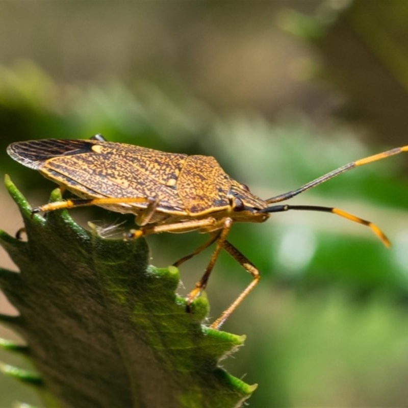 Poecilometis callosus