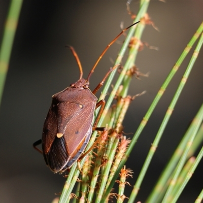 Poecilometis parilis