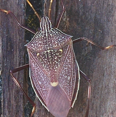 Shield, Stink or Jewel Bug (Pentatomoidea) species - Southern