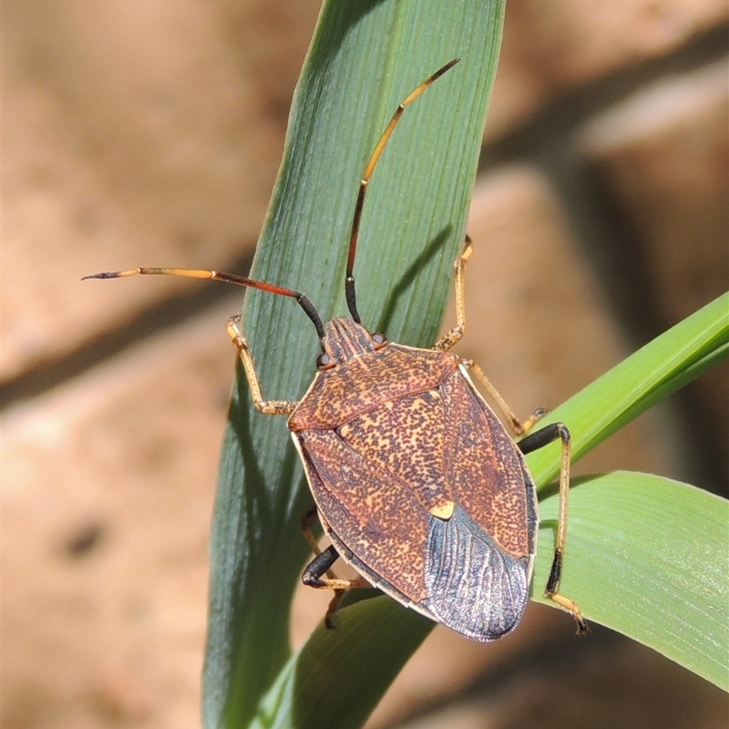 Poecilometis strigatus