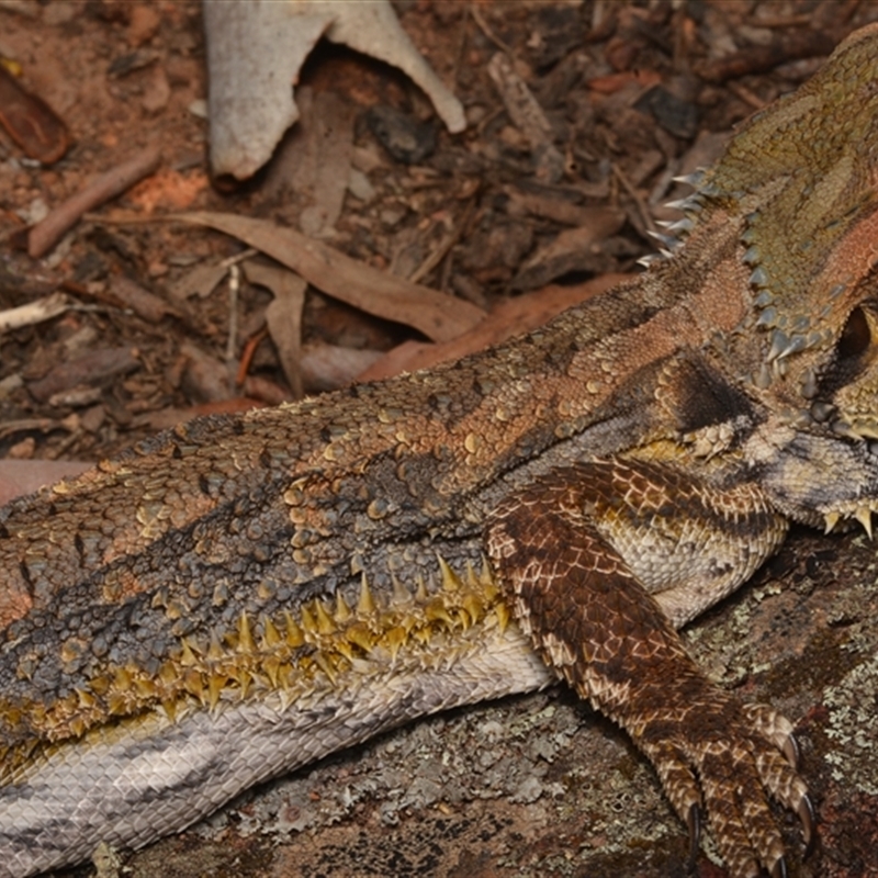 Pogona barbata