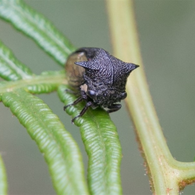 Pogonella minutus