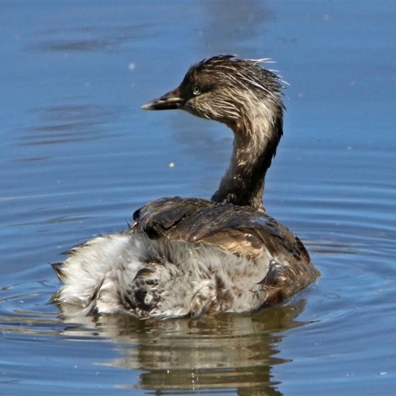 Poliocephalus poliocephalus