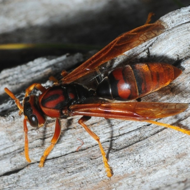 Polistes (Gyrostoma) erythrinus