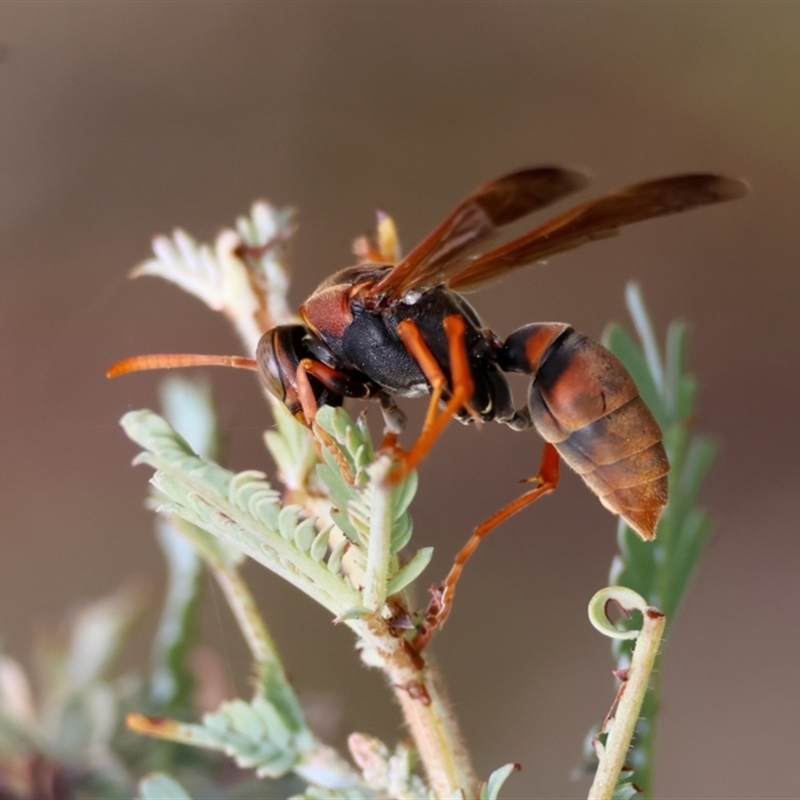 Polistes (Polistella) humilis