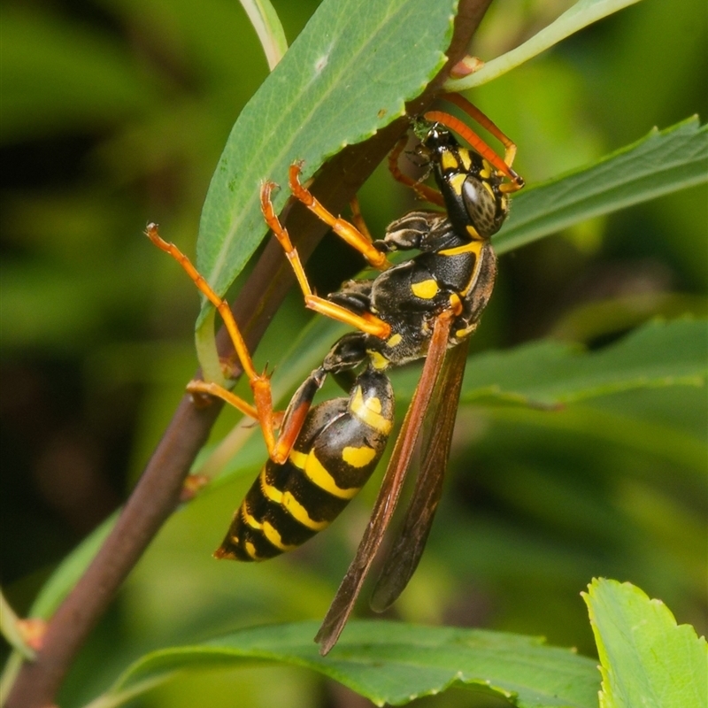 Polistes (Polistes) chinensis