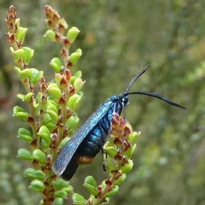 Pollanisus lithopastus