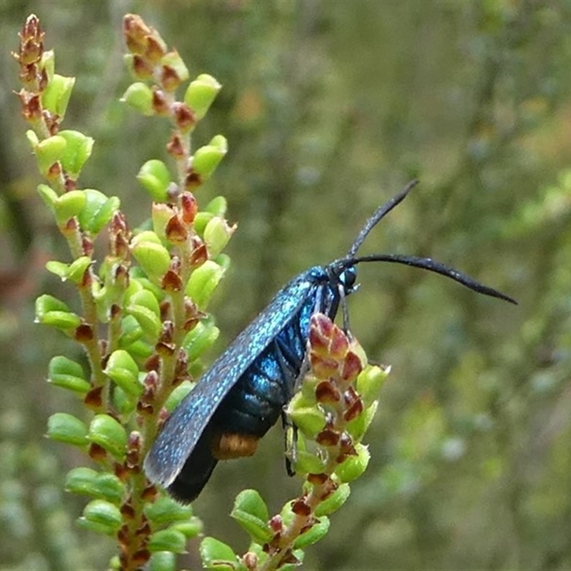 Pollanisus lithopastus